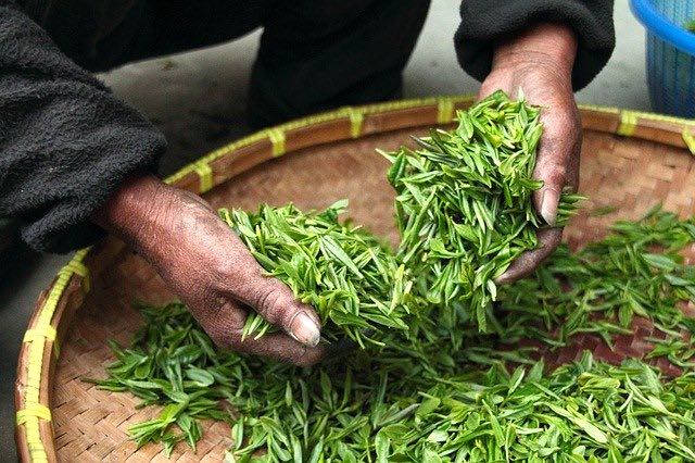 Les avantages du thé vert japonais