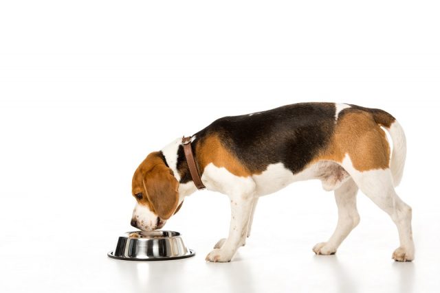 Quels compléments alimentaires pour votre chien ?