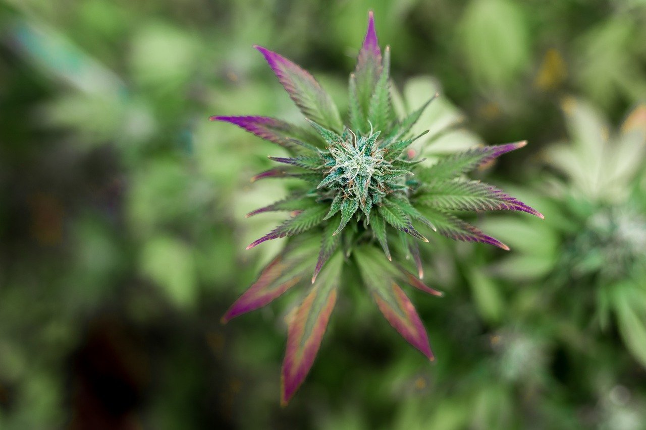 Cannabidiol ou cbd