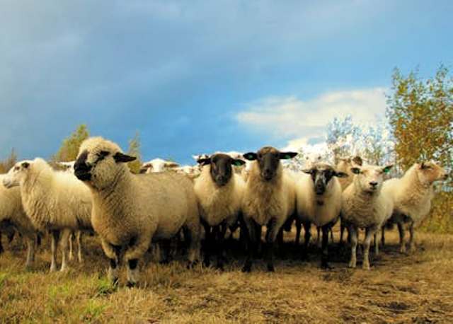 Élevage des moutons : les équipements indispensables pour un bon démarrage