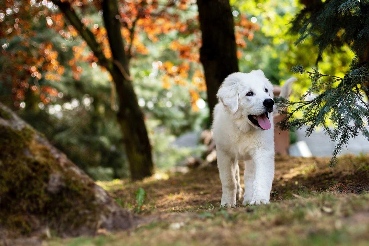 Chien blanc marchant dans une forêt ensoleillée avec des feuilles d'automne Chien blanc marchant dans une forêt ensoleillée avec des feuilles d'automne