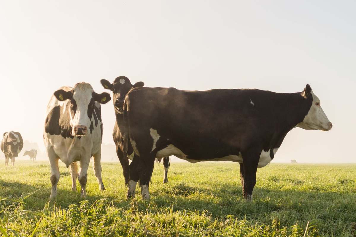 Vaches dans un champ herbeux sous un ciel clair Vaches dans un champ herbeux sous un ciel clair