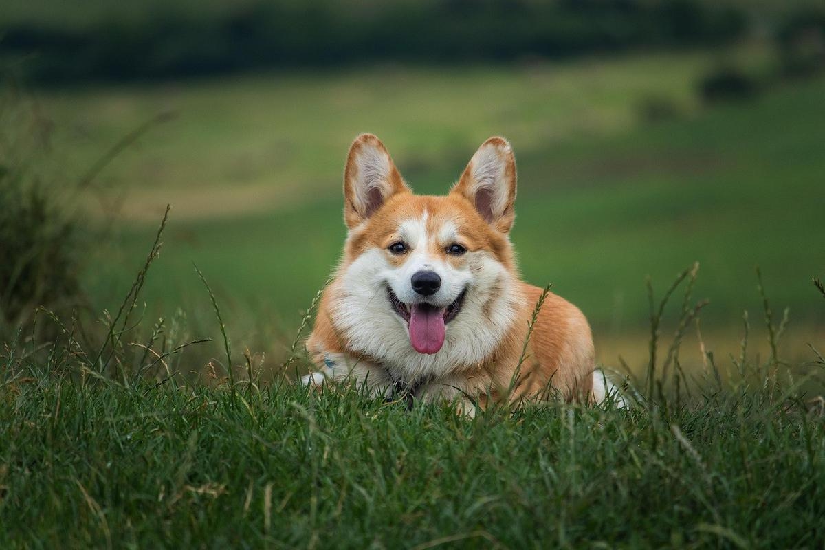Chien corgi souriant dans l'herbe, champ verdoyant à l'arrière-plan Chien corgi souriant dans l'herbe, champ verdoyant à l'arrière-plan