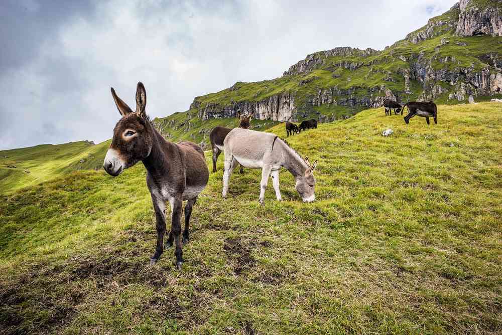 Des ânes et chevaux broutent sur une colline herbeuse Des ânes et chevaux broutent sur une colline herbeuse