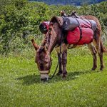 Un âne paît dans un pré, portant des sacoches colorées