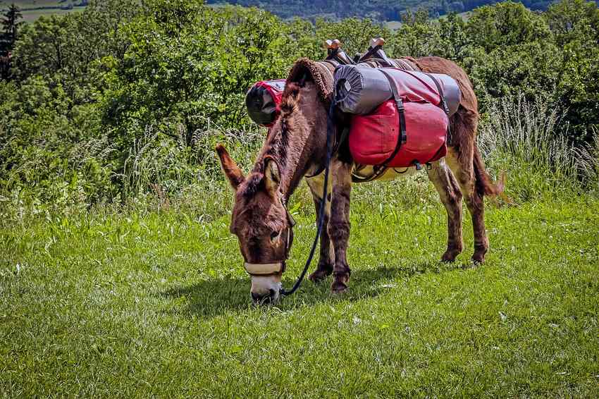 Un âne paît dans un pré, portant des sacoches colorées